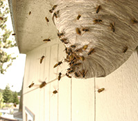 Yellow Hornet Nest